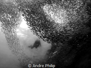 dive into a giant swarm of sardines - a great experience by Andre Philip 